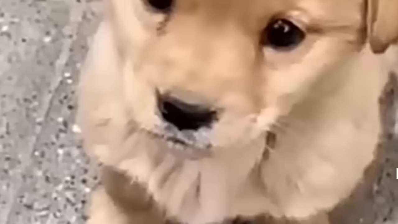 cutest brown puppy barking🐶😍🐕🤗❤ Beautiful puppy🐕🤗❤ #happy #puppy #barking #trending #shorts #viral