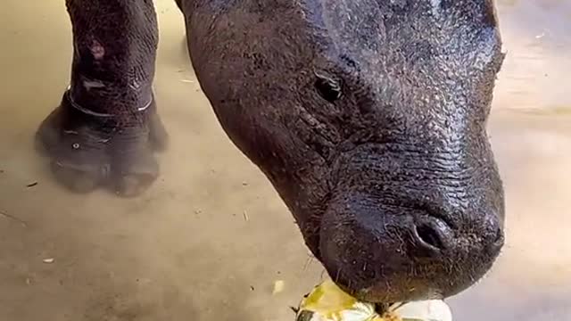 When Pygmy hippos get pumpkins!!!