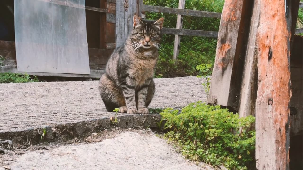 Cat 😺# beautiful look 😻 good 😊 position # beautiful cat