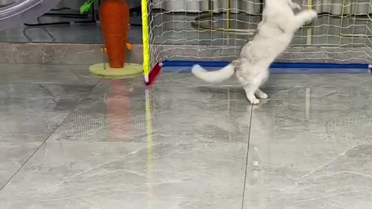 Cats are very Cute and funny.They are playing football.