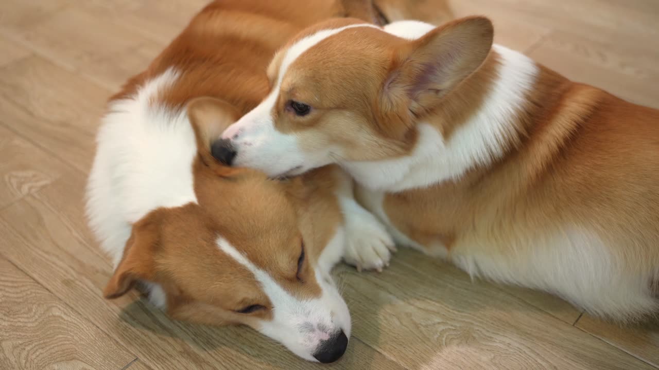 Two-cute-corgi-dogs-at-home-lying-on-the-floor