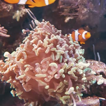 Comment If You No The Fish Name