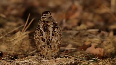 This is the best funny video and cute birds