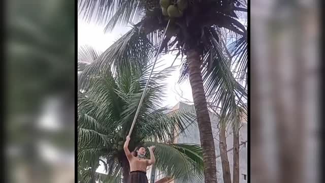 Coconut falls on head