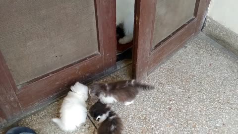 Mother Cat Walking With Her Kittens And Hitting Them To Go Inside | White Cat Protecting Her Kittens