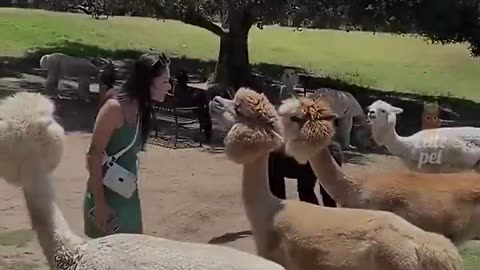 Cute cats funniest vadio 😂🤣