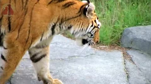 Best animals voices
