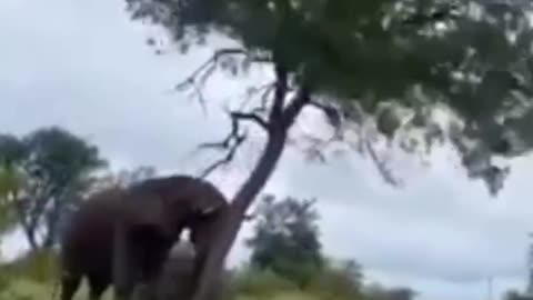 Elephant wiping his ass off