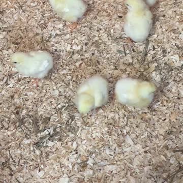 More of the Meat Bird Chicks 05.2022