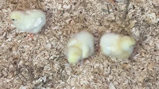 More of the Meat Bird Chicks 05.2022