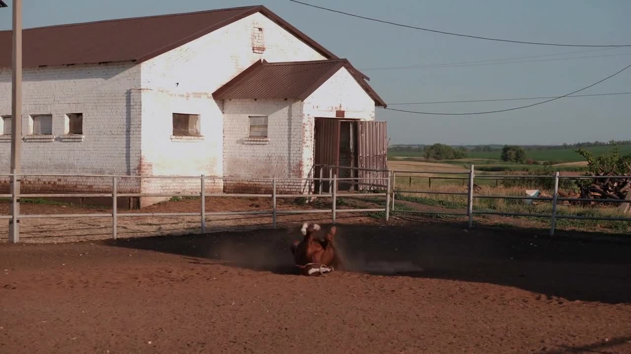 Young horse rolling in the sand in the paddock