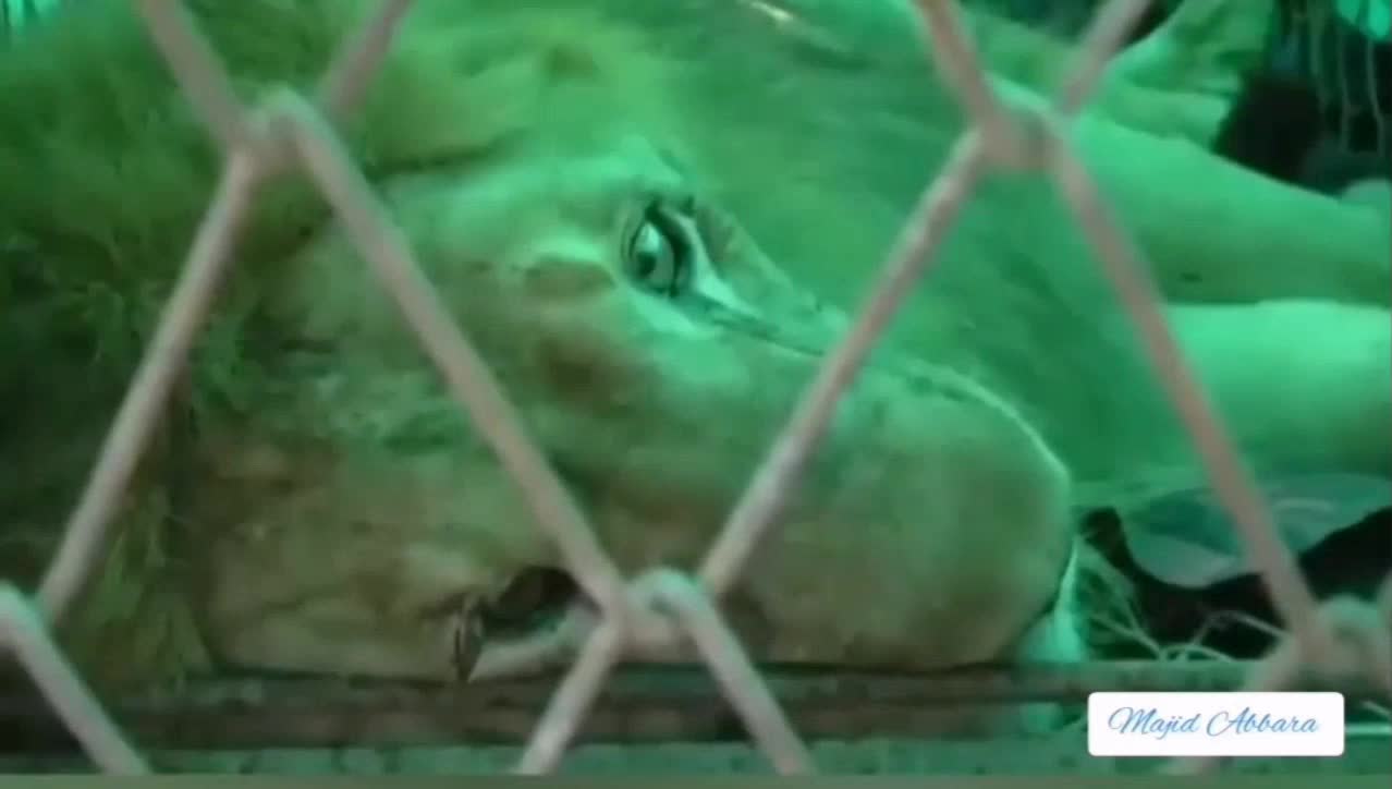 Watch this loving woman revive a starving lion