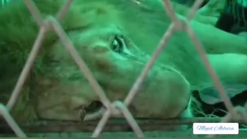 Watch this loving woman revive a starving lion