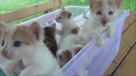 Kittens meowing too much cuteness All talking at the same time!