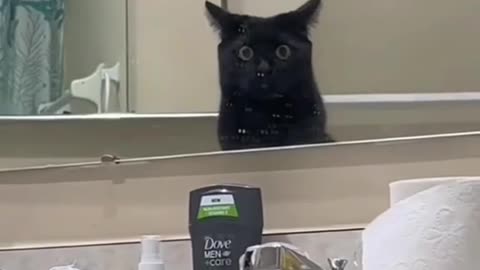 Cats vs Mirrors !