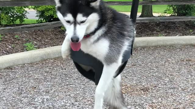 Miniature husky enjoys swing at the park