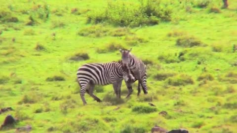 || Animal's lover zebra super video|| natural animal words in famas