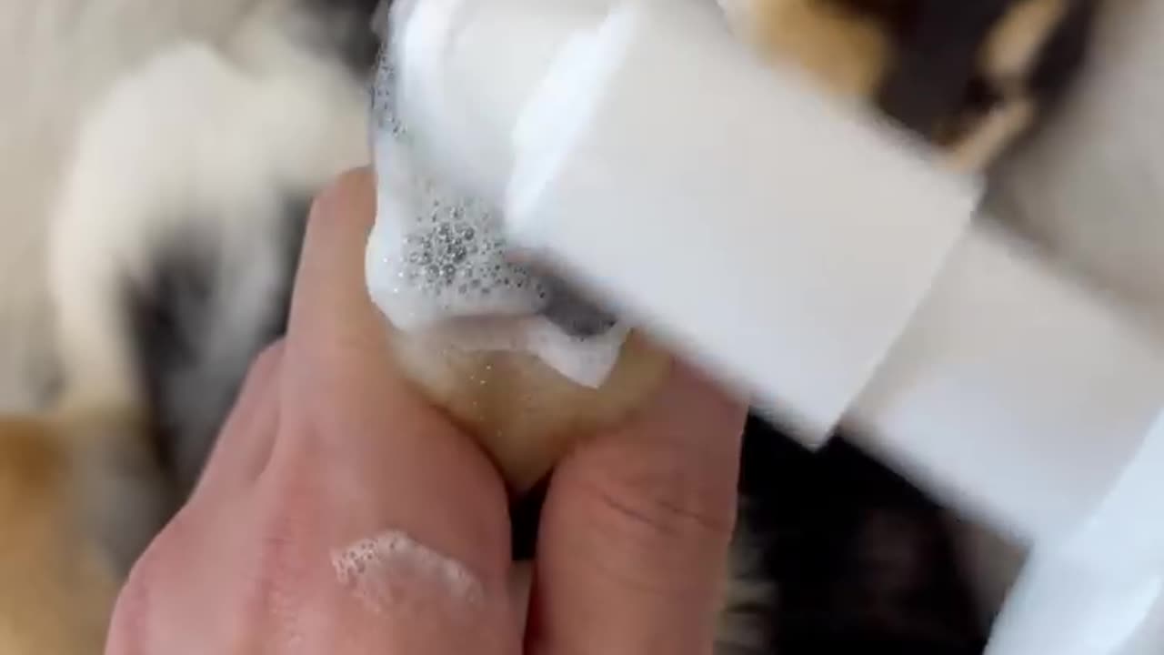 Dog Manicure treatement in spa asmr