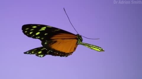 True Facts_ The Crazy Defenses of Butterflies and Moths