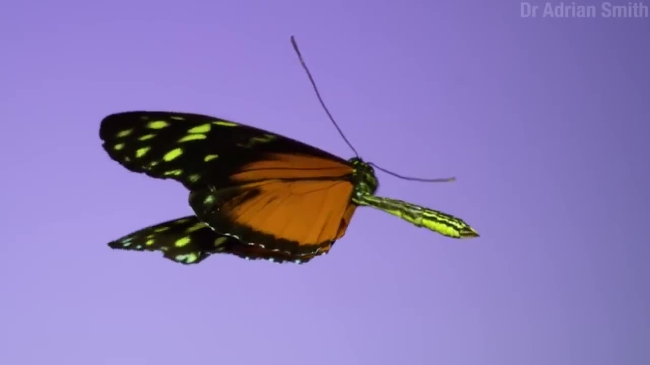 True Facts_ The Crazy Defenses of Butterflies and Moths