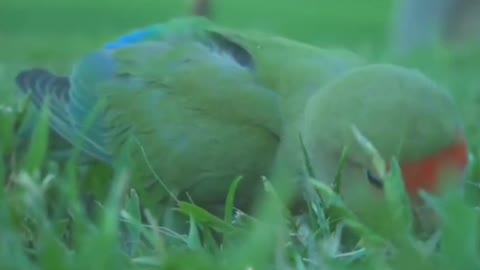parrot voice video