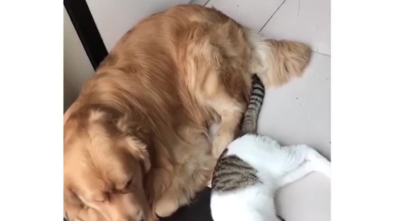 Cute and funny dogs chase and 🐈.🤣🤣🥹