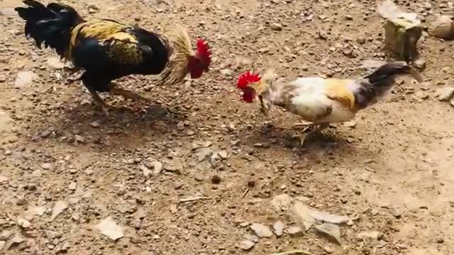 The Best Alpha Cock Fight Ever 2021#Shorts