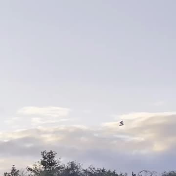 Flying out of my backyard