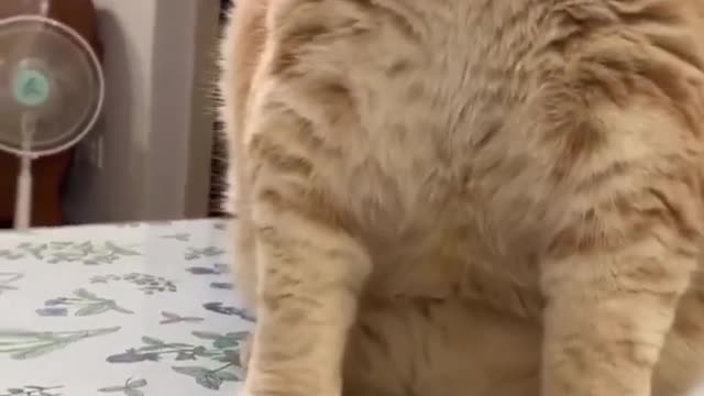 Celo Pets - Animais Engraçados Funny Animals Channel #cat #dog #funny #engraçado #viral #shorts(11)