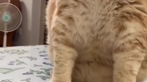 Celo Pets - Animais Engraçados Funny Animals Channel #cat #dog #funny #engraçado #viral #shorts(11)