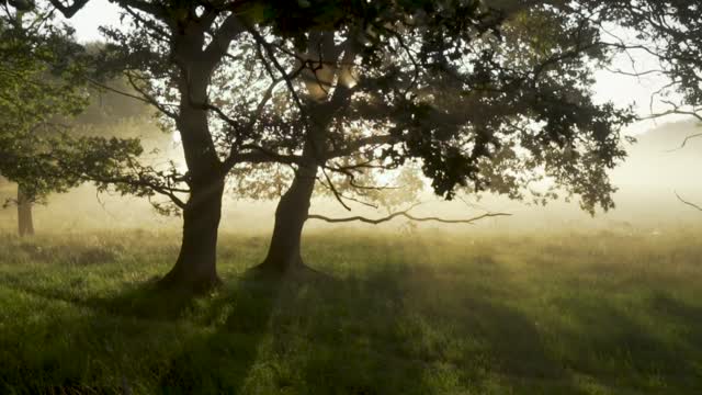 MYSTICAL MORNING