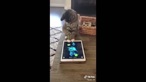 Funny animal Video