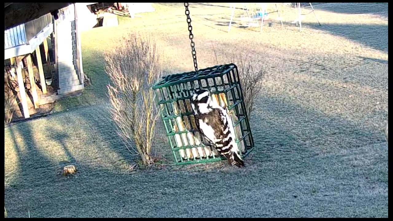 Downy Woodpecker Female (Eastern)