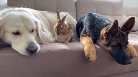 Golden Retriever and German Shepherd Puppy Play with Bunny Sam for the First Time!