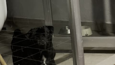 When Your Pug Forgets How Doors Work