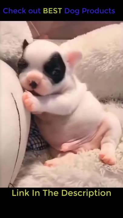 Funny Dog and Cats Videos - Cute Puppy