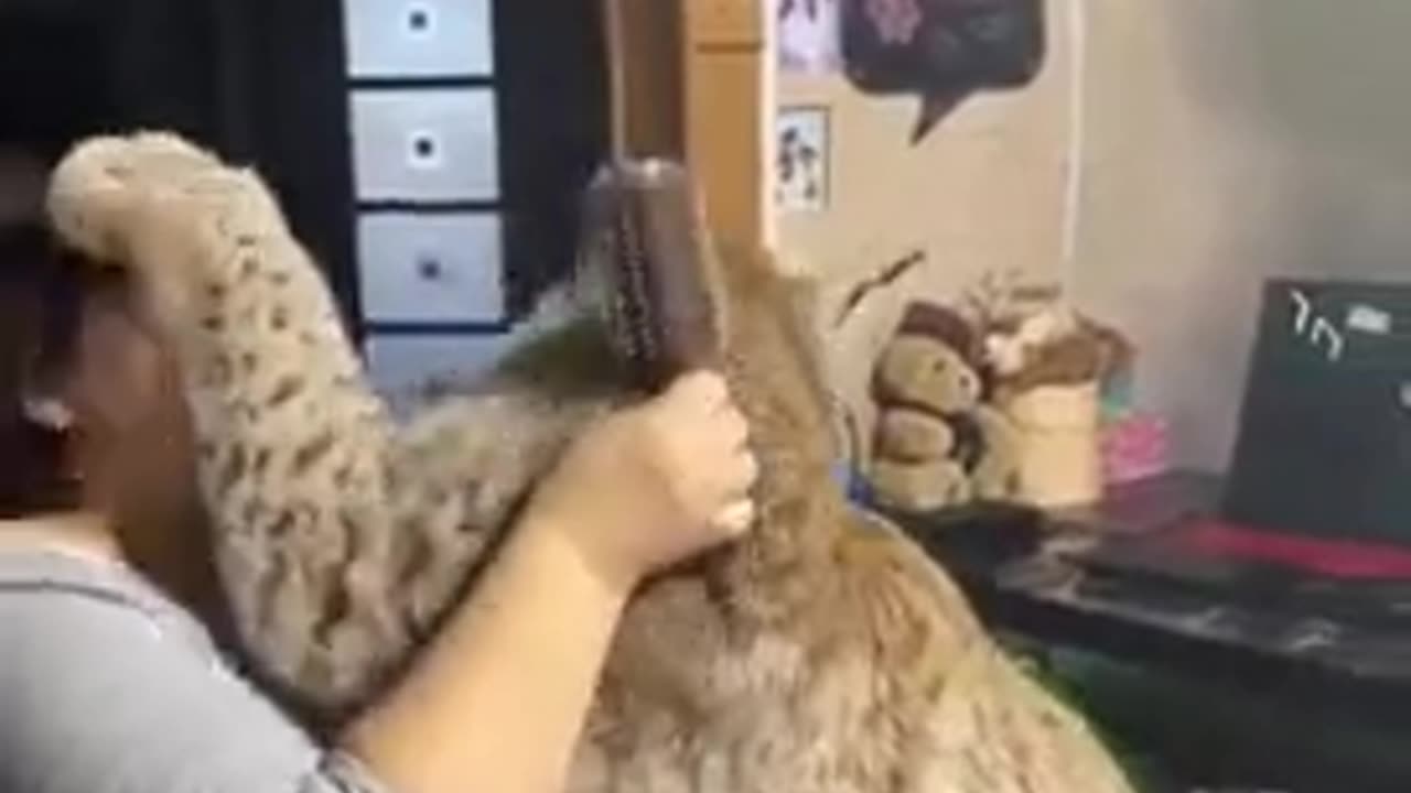 big furry cat