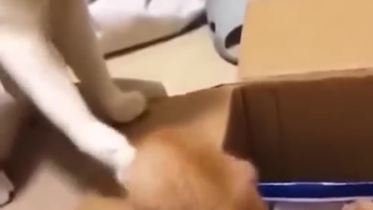 Funny cat videos / Try not to laugh 😂