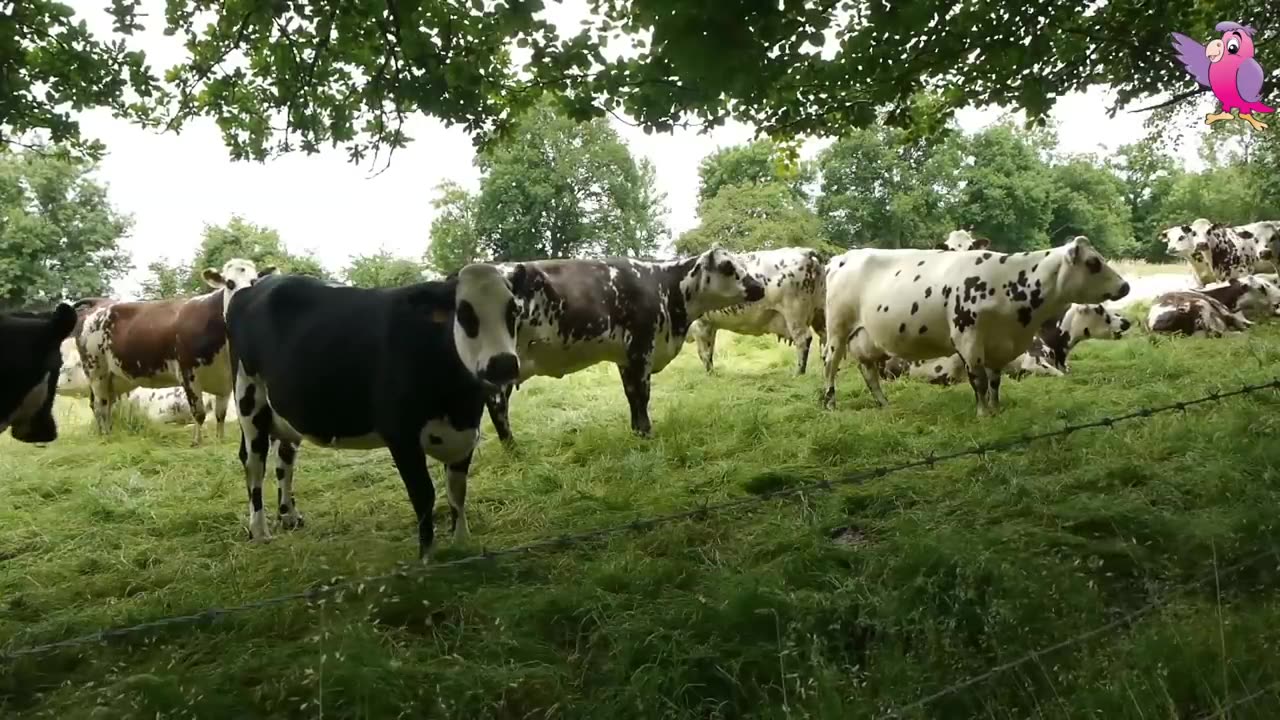 COW VIDEO 🐮🐄 COWS MOOING AND GRAZING IN A FIELD 🐄🐮