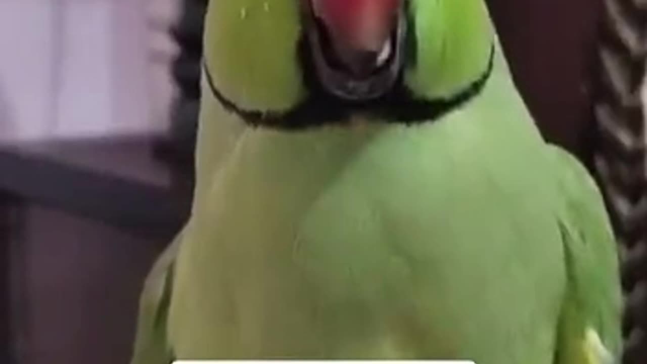 https://www.youtube.com/watch?v=vyIDh5nO3ww