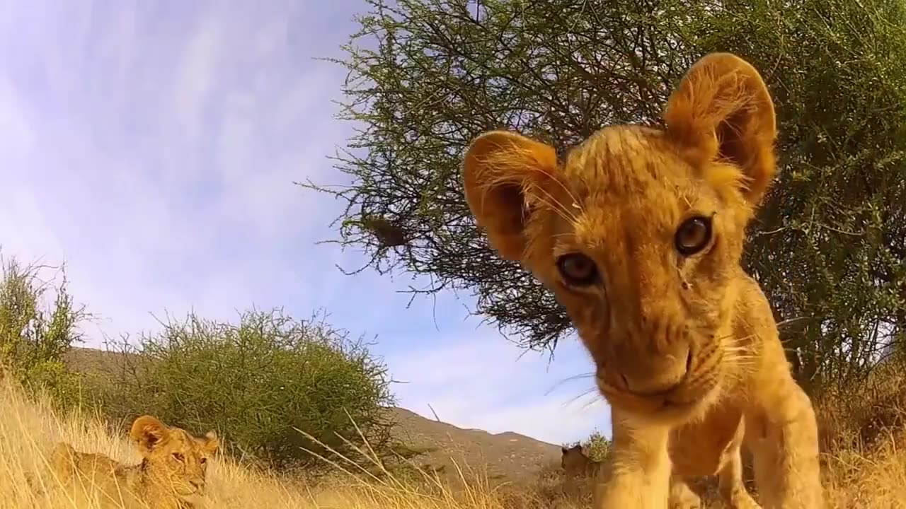 Cute Moments of Lion Cubs Roar, Meow, Calling and Playing - Adorable Baby Lion