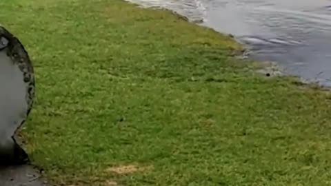 The end 😂😂😂 #fails #funny #funnyvideos #funnyfail #failvideo #viral #shorts #reels #laughinggenetics