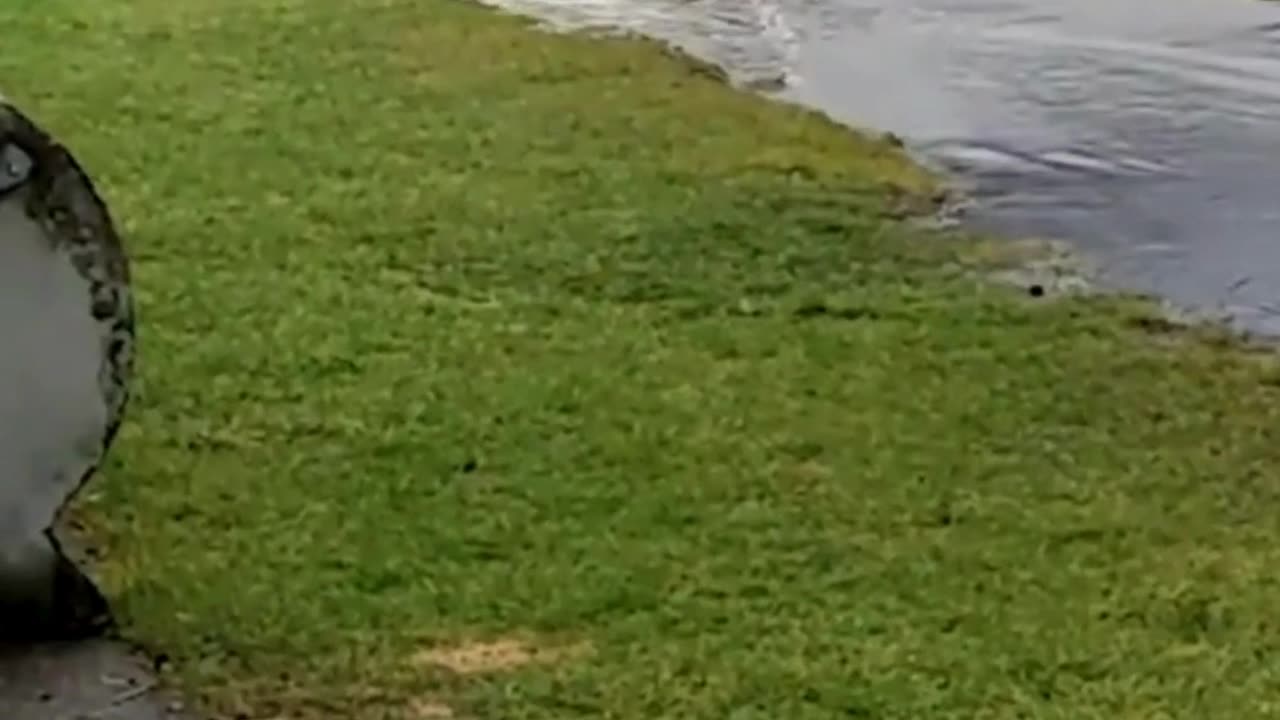 The end 😂😂😂 #fails #funny #funnyvideos #funnyfail #failvideo #viral #shorts #reels #laughinggenetics