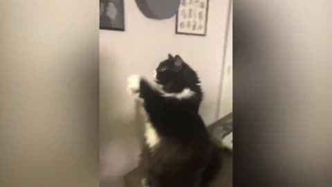 Cat Prays To Another Cat To Come Down