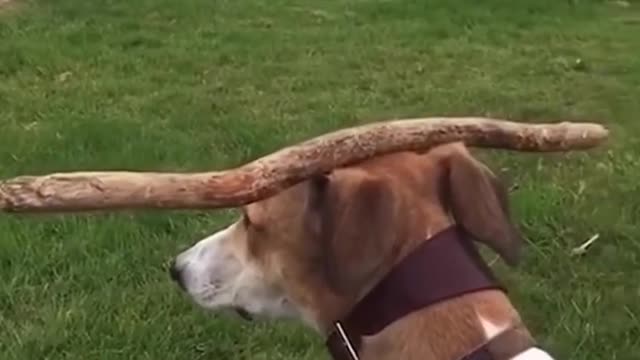 Viral-Funny dog videos