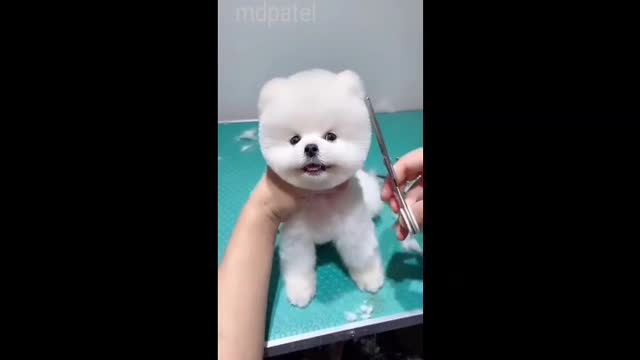 Cute dog treiner video ll the best training dogi video ll