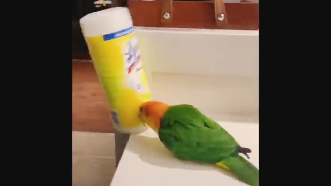 Parrot destroy kitchen Item