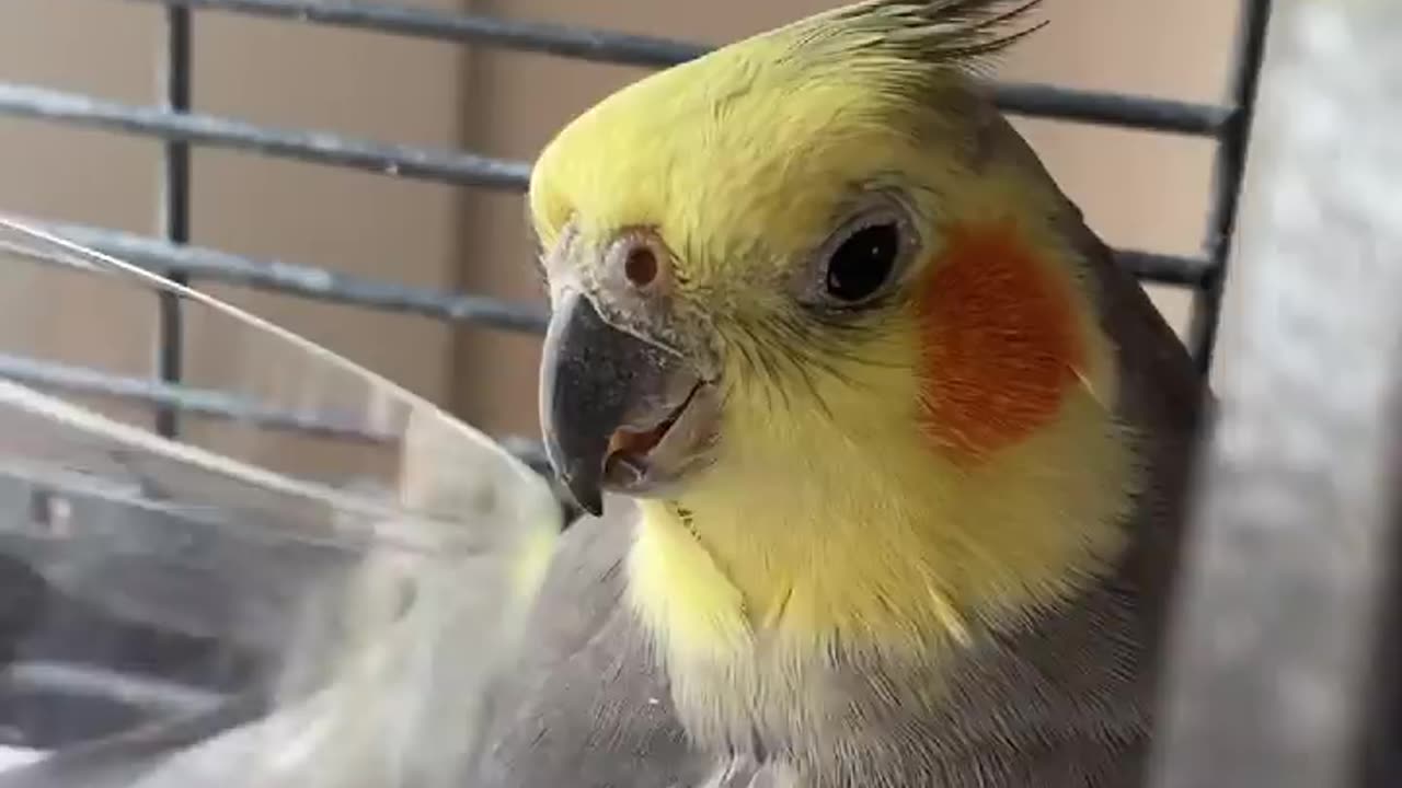 Parrot funny