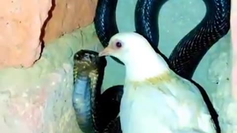 Animal love snake vs the pigeon love