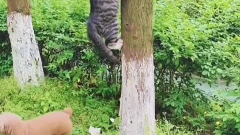 Funny Animals